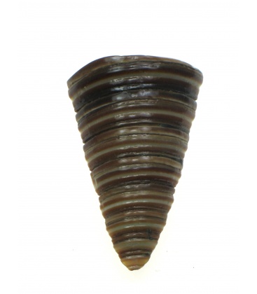 Culture Mix oorbellen gemaakt van een halve schelp